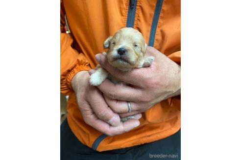 成約済の静岡県のポメプー:ポメラニアン×トイプードル-170302の4枚目