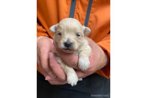 成約済の静岡県のポメプー:ポメラニアン×トイプードル-170303の3枚目