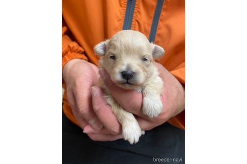 成約済の静岡県のポメプー:ポメラニアン×トイプードル-170303の4枚目