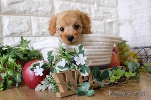 成約済の滋賀県のトイプードル-169204の7枚目