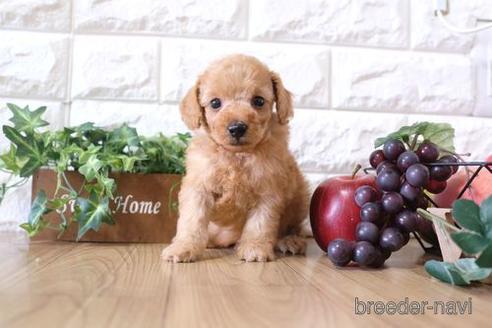 成約済の滋賀県のトイプードル-169204の3枚目