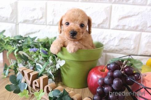 成約済の滋賀県のトイプードル-169204の2枚目