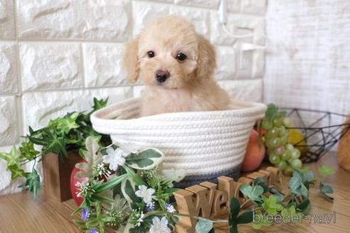 成約済の滋賀県のトイプードル-169207