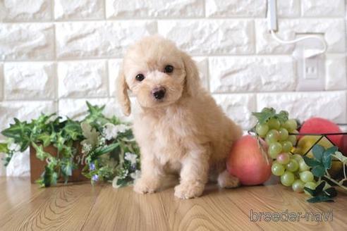 成約済の滋賀県のトイプードル-169207の7枚目