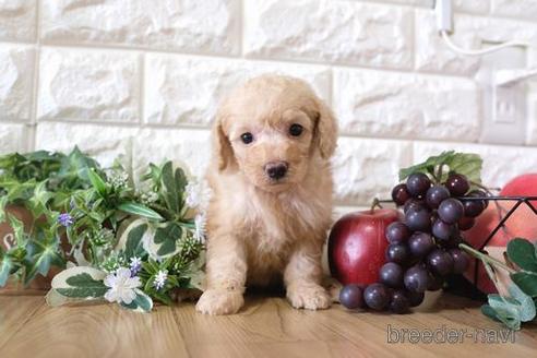 成約済の滋賀県のトイプードル-169207の3枚目