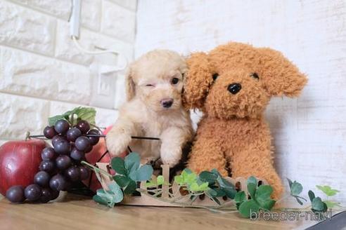 成約済の滋賀県のトイプードル-169207の2枚目