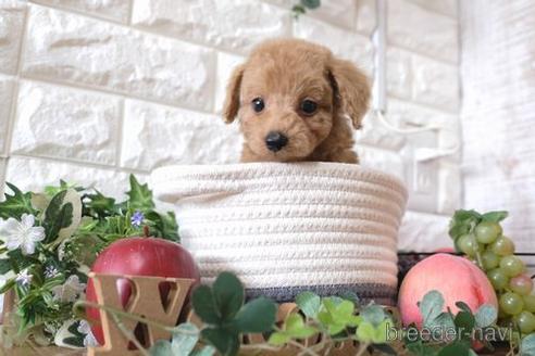 成約済の滋賀県のトイプードル-169212の1枚目