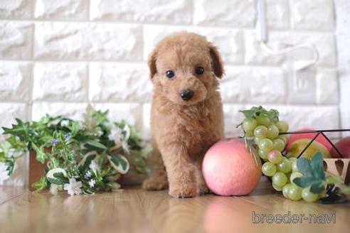 成約済の滋賀県のトイプードル-169212の7枚目