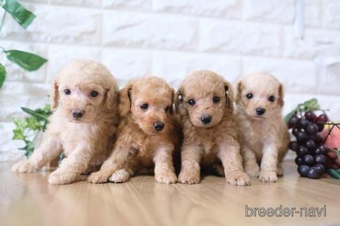 成約済の滋賀県のトイプードル-169212の4枚目