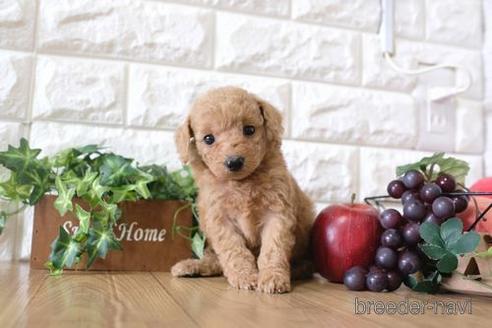 成約済の滋賀県のトイプードル-169212の3枚目