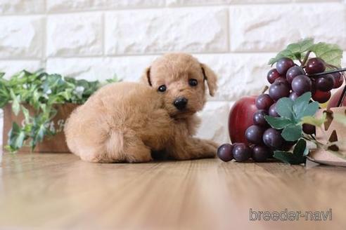 成約済の滋賀県のトイプードル-169212の2枚目