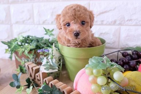 成約済の滋賀県のトイプードル-169215