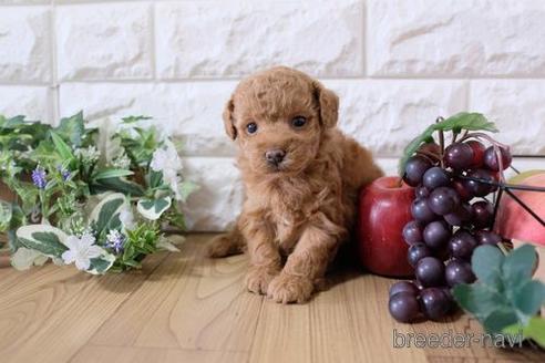 成約済の滋賀県のトイプードル-169215の3枚目