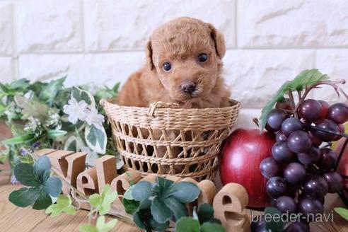 成約済の滋賀県のトイプードル-169215の2枚目