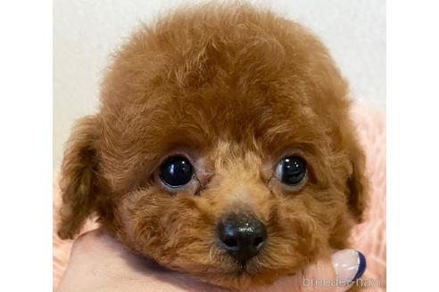 成約済の岡山県のティーカッププードル-169480