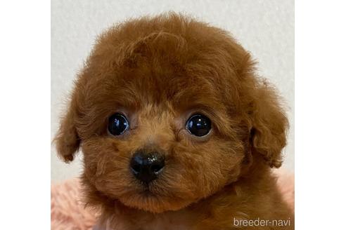 成約済の岡山県のティーカッププードル-169480の3枚目