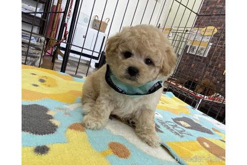 成約済の大阪府のミックス犬-166582の5枚目