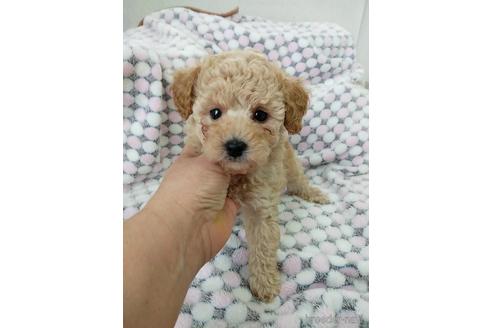 成約済の千葉県のトイプードル-170398の3枚目