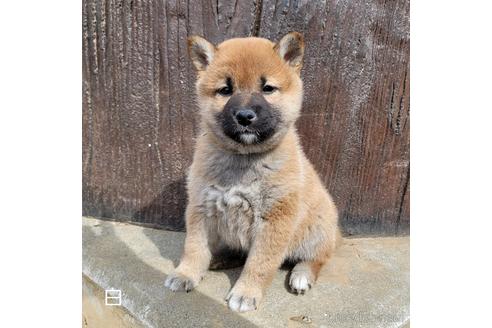 成約済の埼玉県の柴犬-169904の3枚目