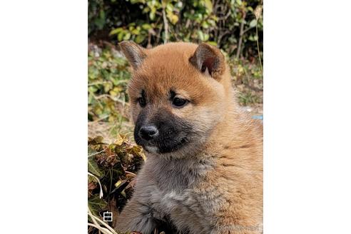 成約済の埼玉県の柴犬-169904の4枚目