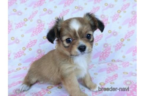 成約済の千葉県のミックス犬-169890の3枚目