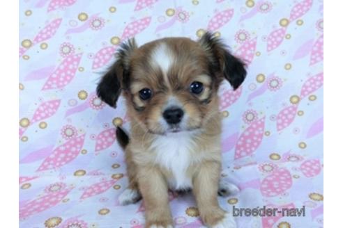 成約済の千葉県のミックス犬-169890の2枚目