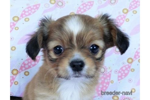 千葉県のミックス犬 男の子 22 01 19生まれ チョコ ホワイト 子犬id 1690 ブリーダーナビ 千葉県のミックス犬 男の子 22 01 19生まれ チョコ ホワイト 子犬id 1690 ブリーダーナビ