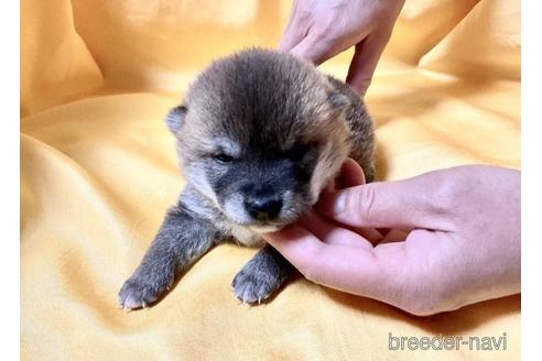 成約済の奈良県の豆柴-171205の5枚目