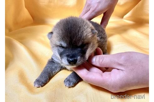 成約済の奈良県の豆柴-171205の4枚目