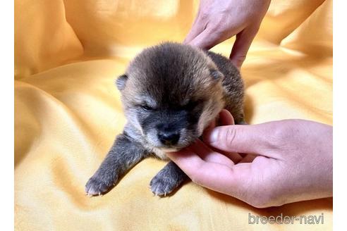 成約済の奈良県の豆柴-171205の3枚目