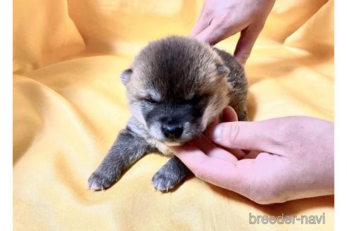 成約済の奈良県の豆柴-171205の2枚目