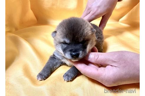 成約済の奈良県の豆柴-171205の1枚目