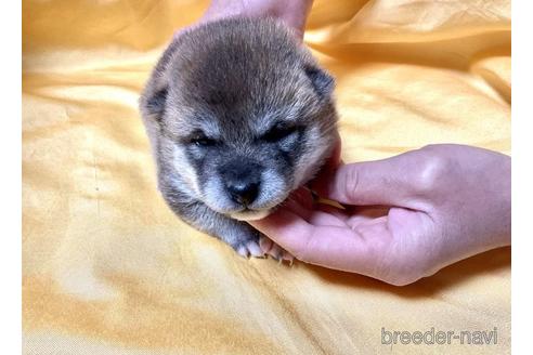 成約済の奈良県の豆柴-171206の4枚目