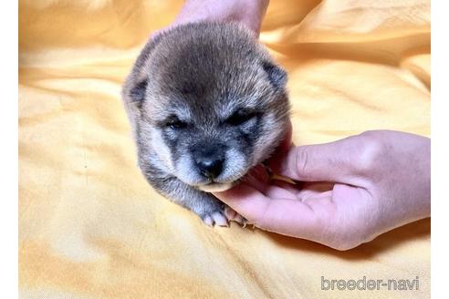 成約済の奈良県の豆柴-171206の3枚目