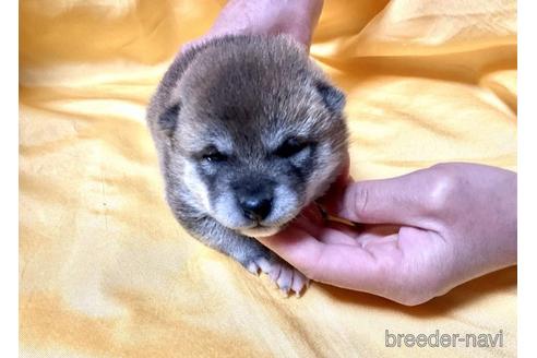 成約済の奈良県の豆柴-171206の2枚目