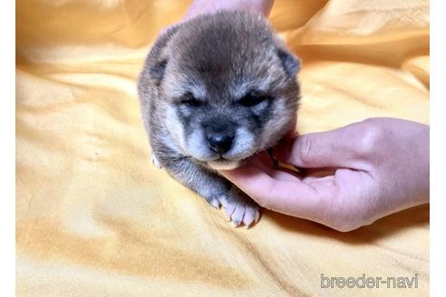 成約済の奈良県の豆柴-171206