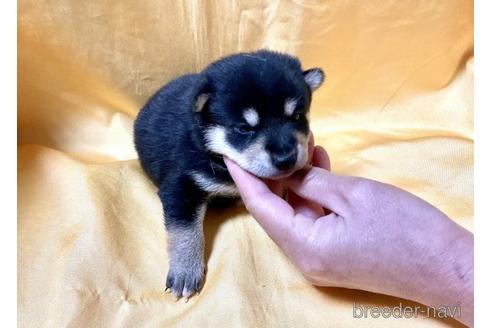 成約済の奈良県の豆柴-171207の5枚目