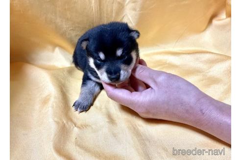 成約済の奈良県の豆柴-171207の4枚目