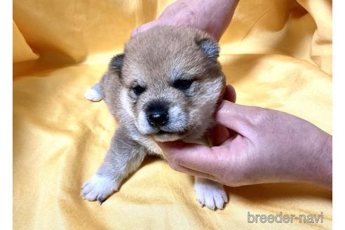 成約済の奈良県の豆柴-171208の4枚目