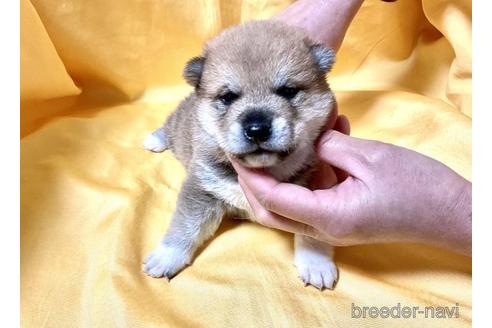 成約済の奈良県の豆柴-171208の2枚目