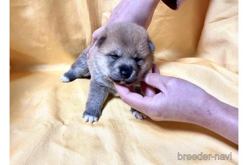 成約済の奈良県の豆柴-171209の3枚目