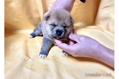 成約済の奈良県の豆柴-171209の2枚目