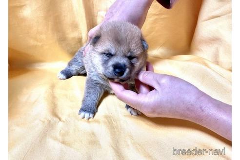 成約済の奈良県の豆柴-171209の1枚目