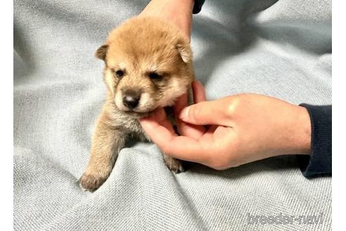 成約済の奈良県の柴犬-171210の5枚目