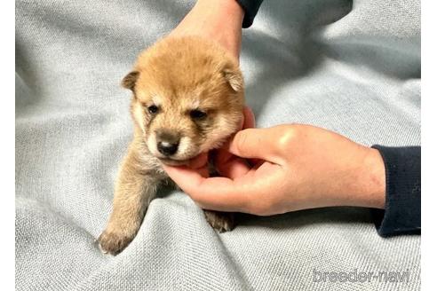 成約済の奈良県の柴犬-171210の4枚目