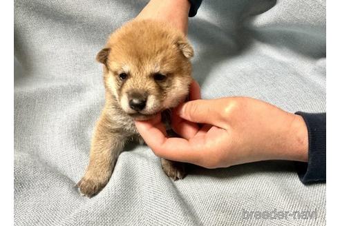 成約済の奈良県の柴犬-171210の3枚目