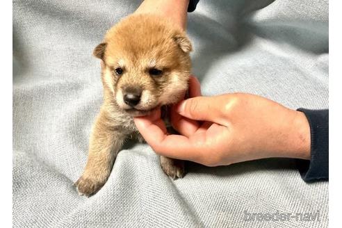 成約済の奈良県の柴犬-171210の2枚目