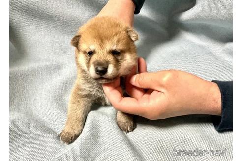 成約済の奈良県の柴犬-171210の1枚目
