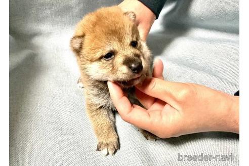 成約済の奈良県の柴犬-171211の5枚目