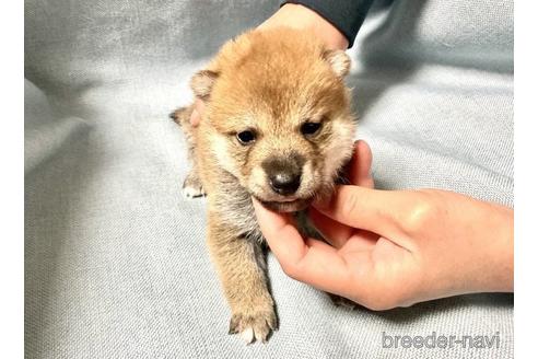 成約済の奈良県の柴犬-171211の4枚目